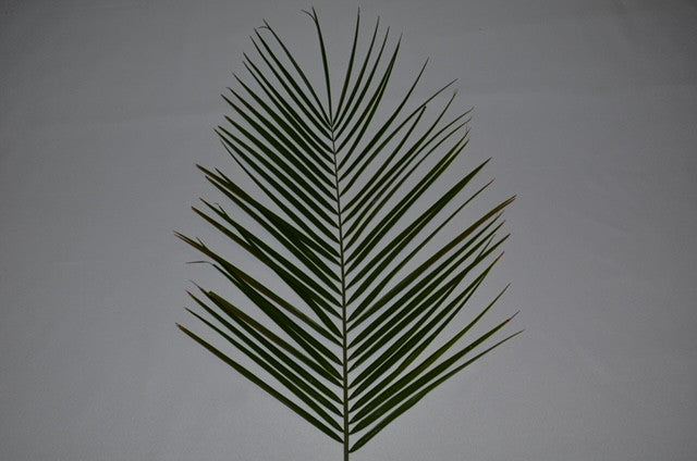 Palm Sunday Bethany Palm | Bag of 8