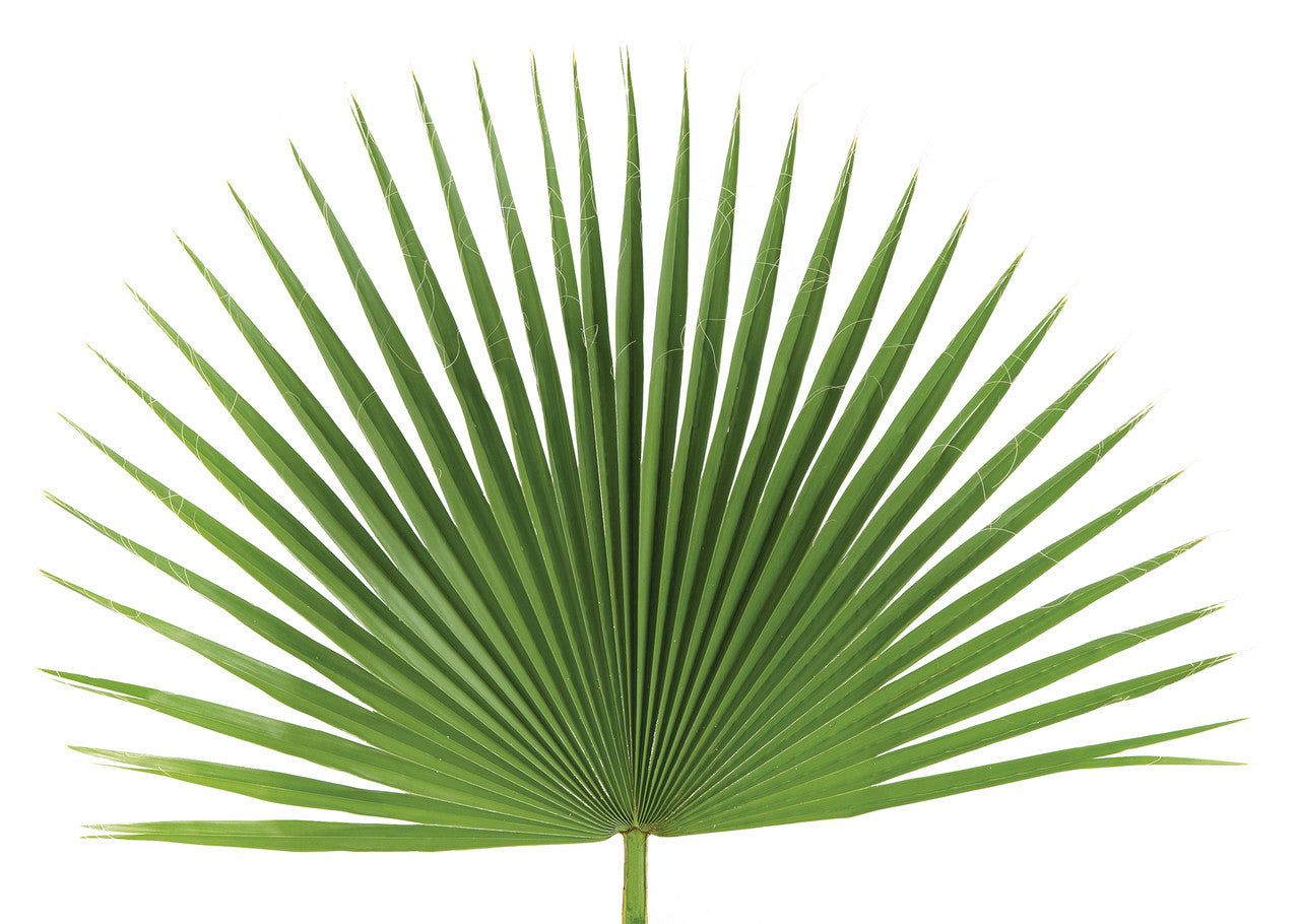 Palm Sunday Palm Fan | Bag of 4
