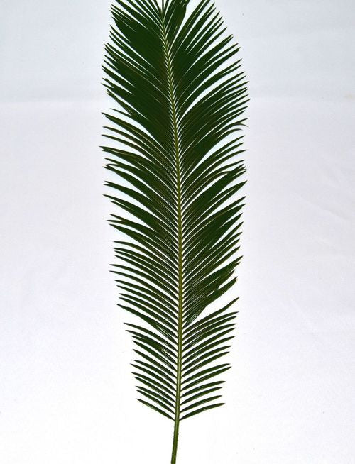 Palm Sunday Sago Palm | Bag of 4