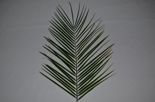 Palm Sunday Bethany Palm | Bag of 8