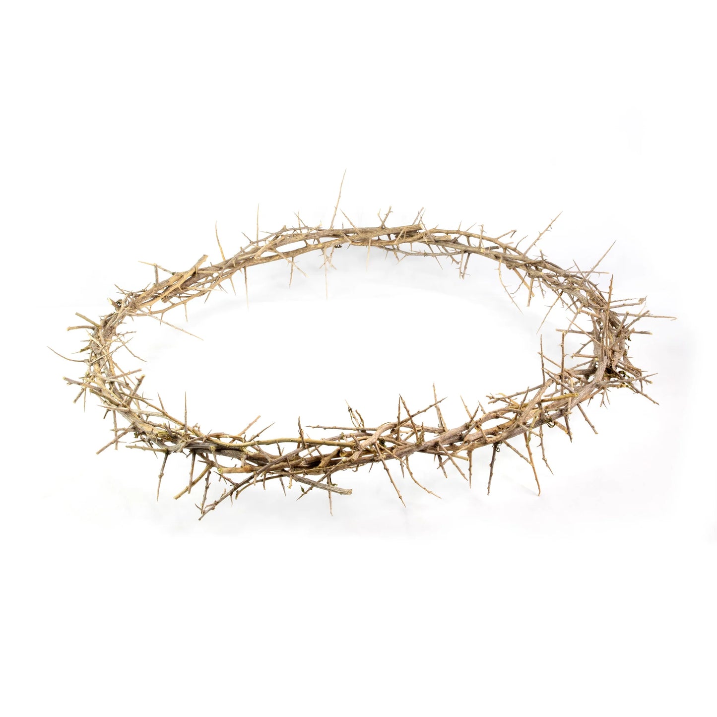 24" Crown of Thorns