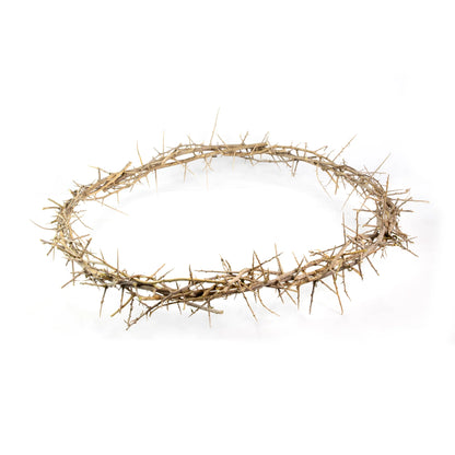 24" Crown of Thorns