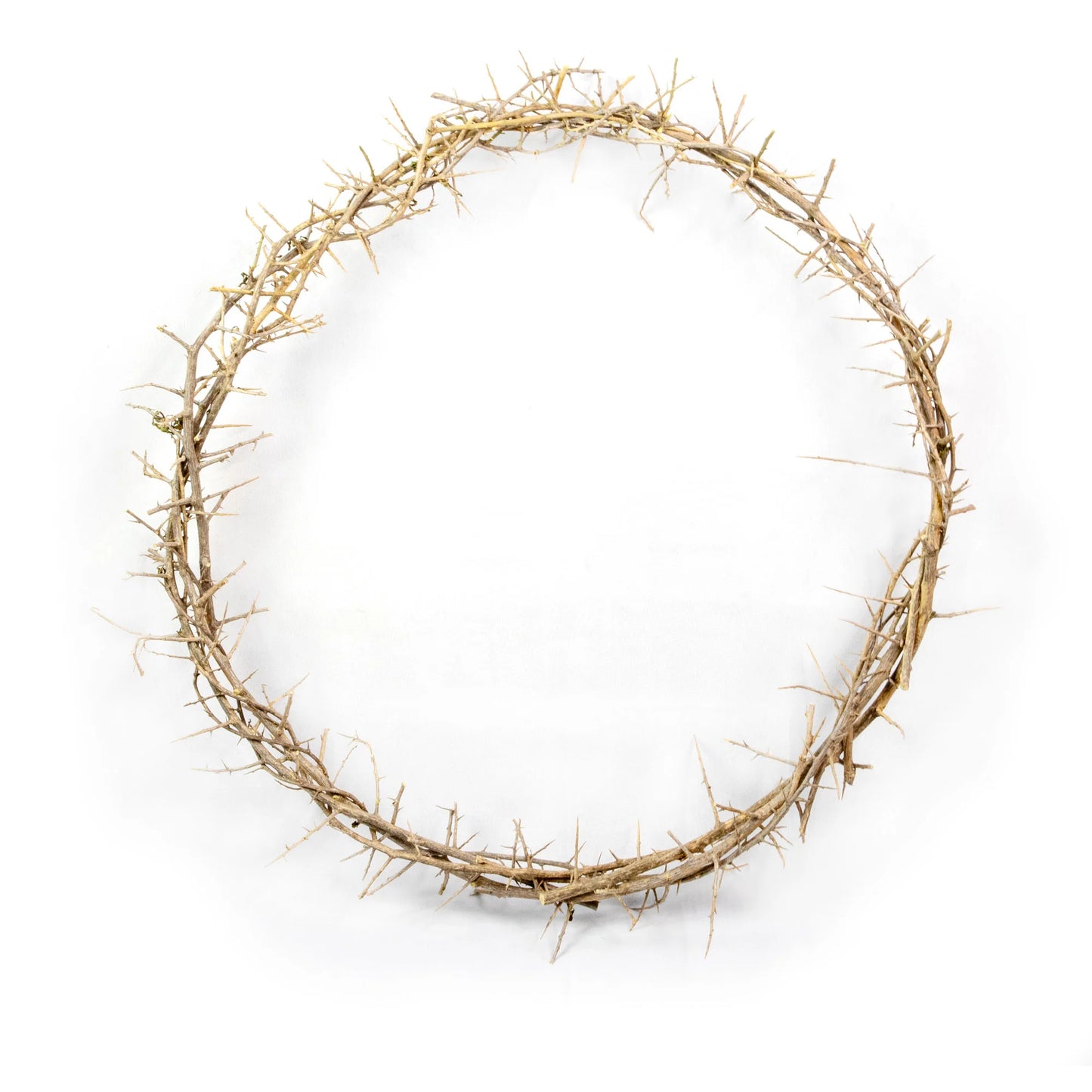24" Crown of Thorns
