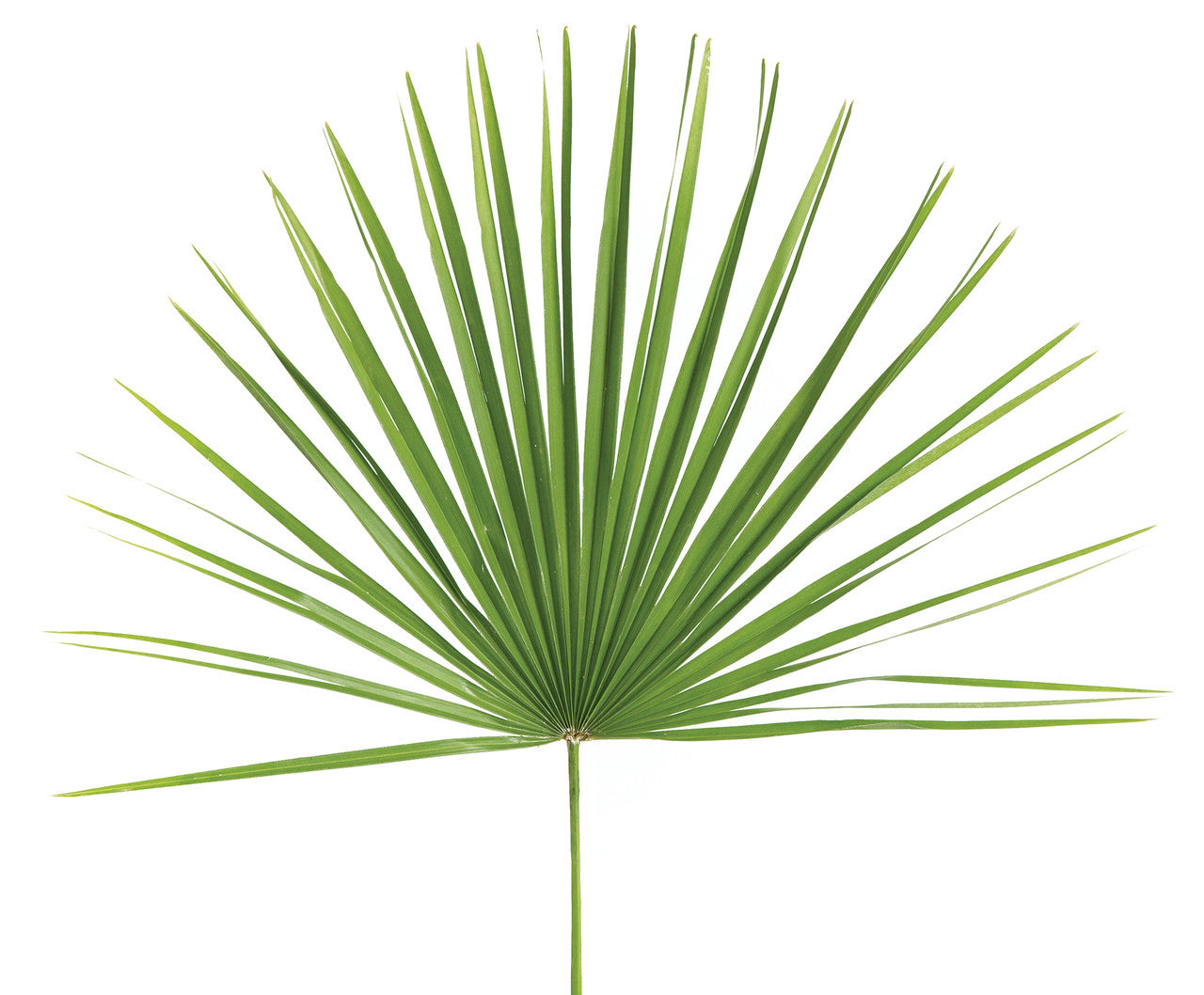 Palm Sunday Mediterranean Palm Fan | Bag of 8