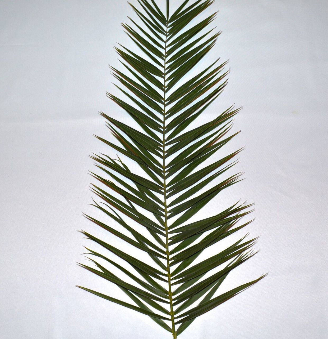 Palm Sunday Date Palm | Bag of 4