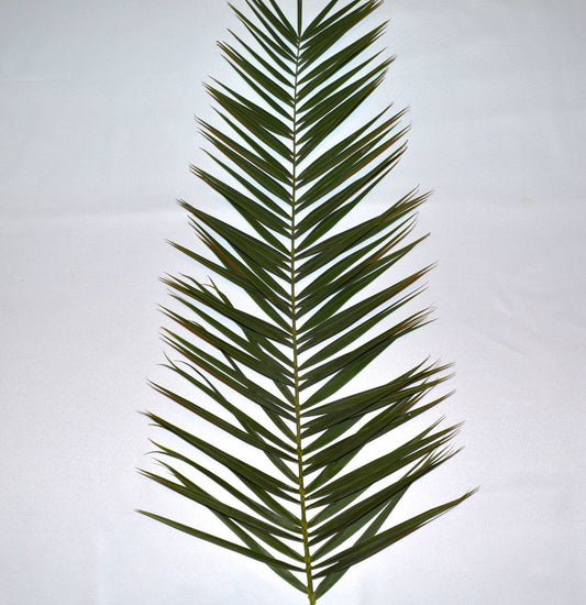 Palm Sunday Date Palm | Bag of 4